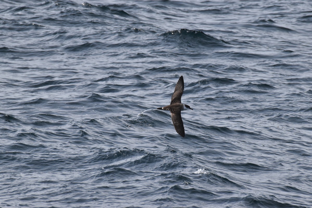 buřňák velký - ML612075282