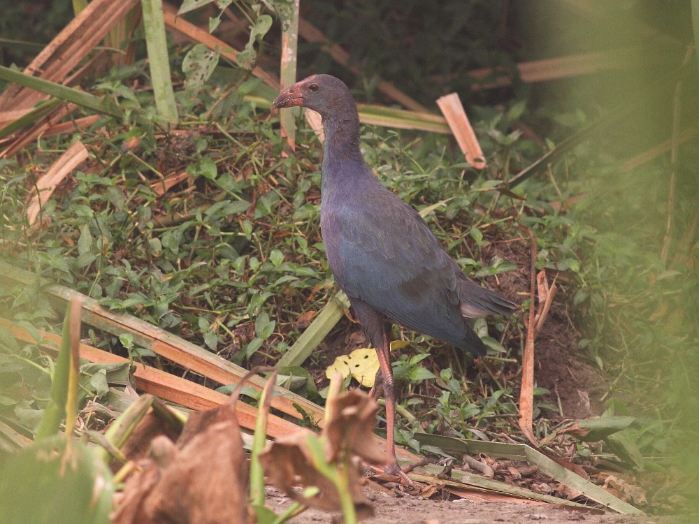 Gray-headed Swamphen - ML612075286