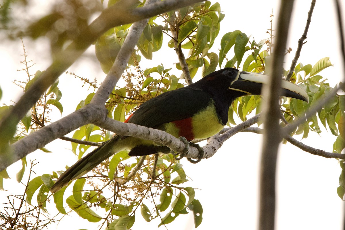 Black-necked Aracari - ML612075327