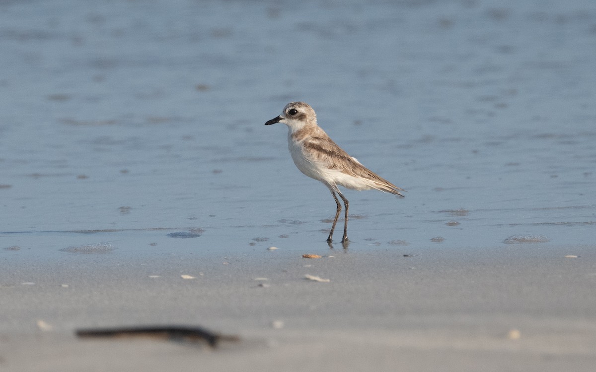 Greater Sand-Plover - ML612075437