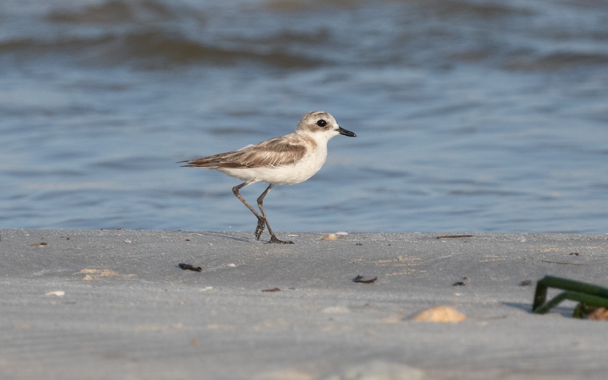 Greater Sand-Plover - Emmanuel Naudot