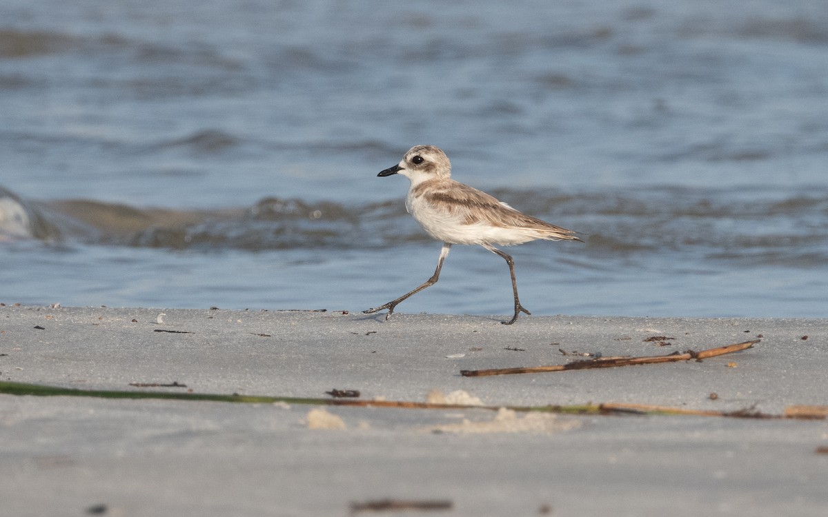 Greater Sand-Plover - ML612075439