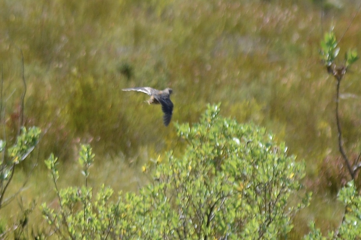 Fynbos Buttonquail - ML612075443