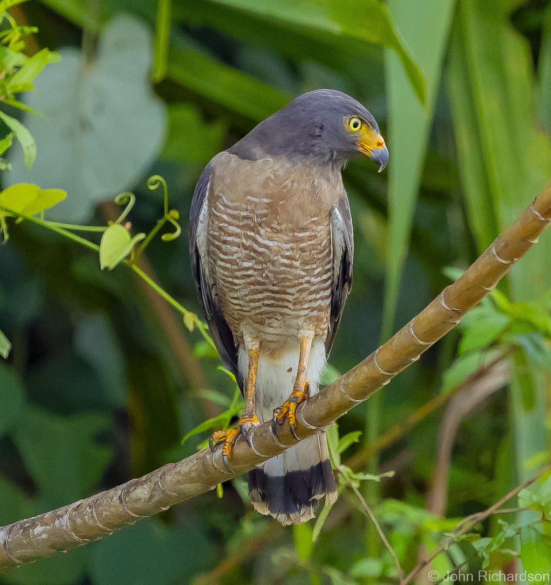 Roadside Hawk - ML612075512