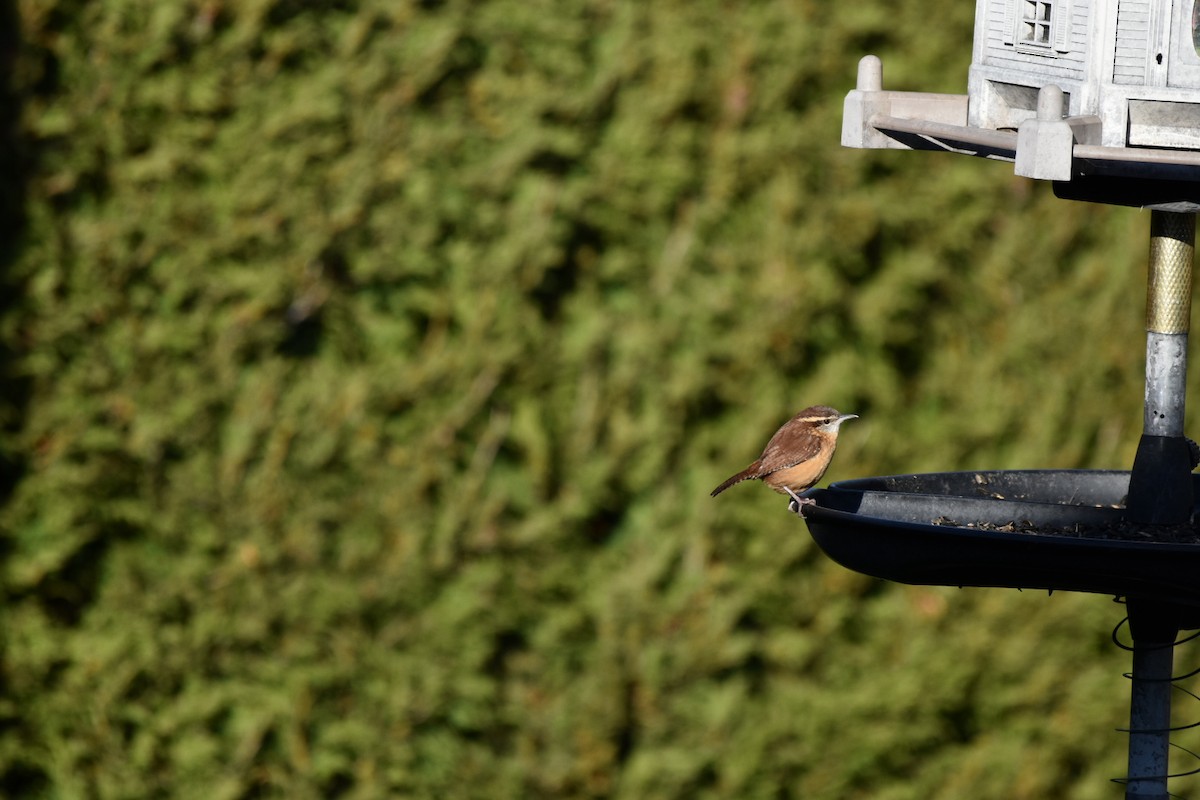 Carolina Wren - ML612075540