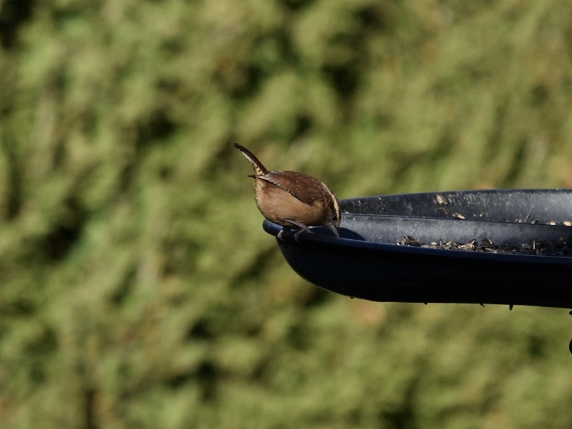 Carolina Wren - ML612075541