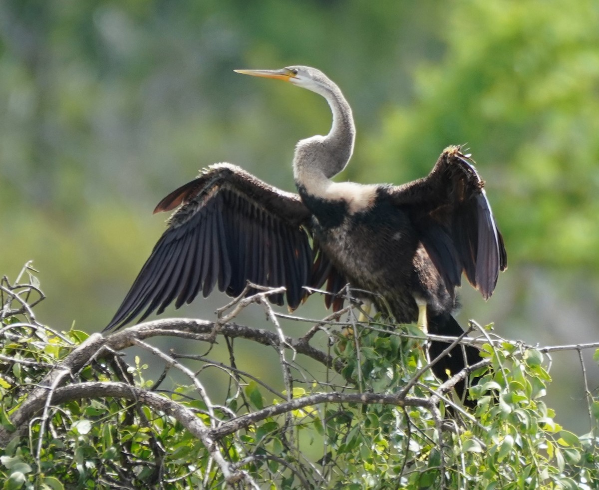 Oriental Darter - ML612075576