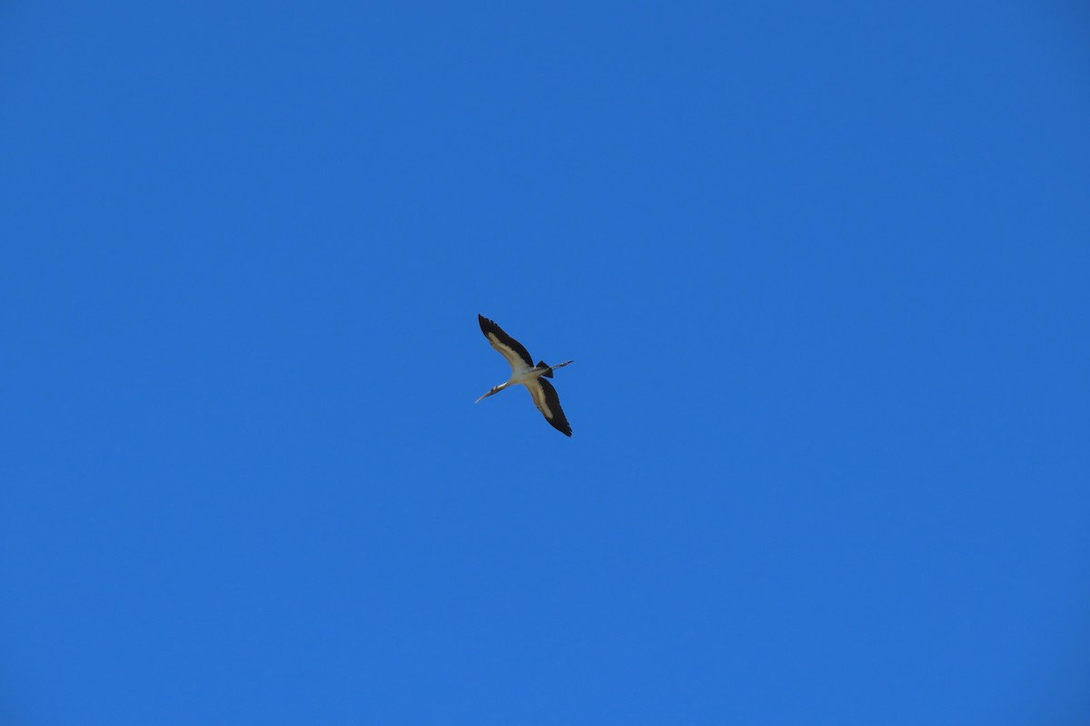 Wood Stork - ML612075621