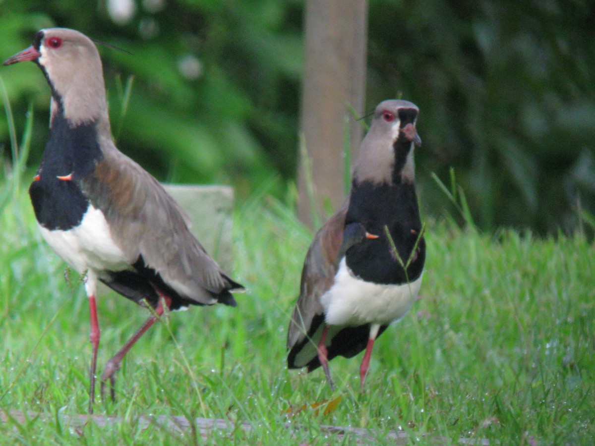 Southern Lapwing - ML612075667