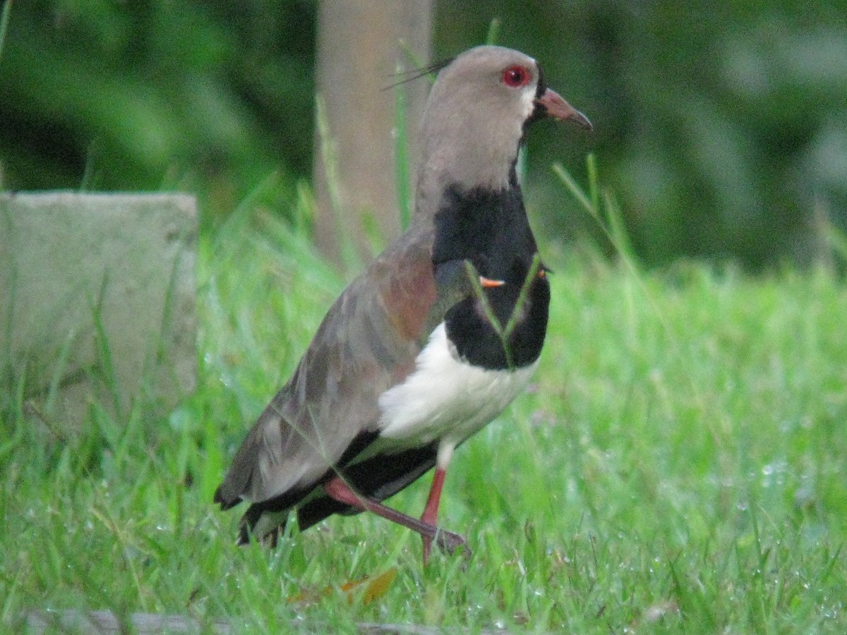 Southern Lapwing - ML612075669