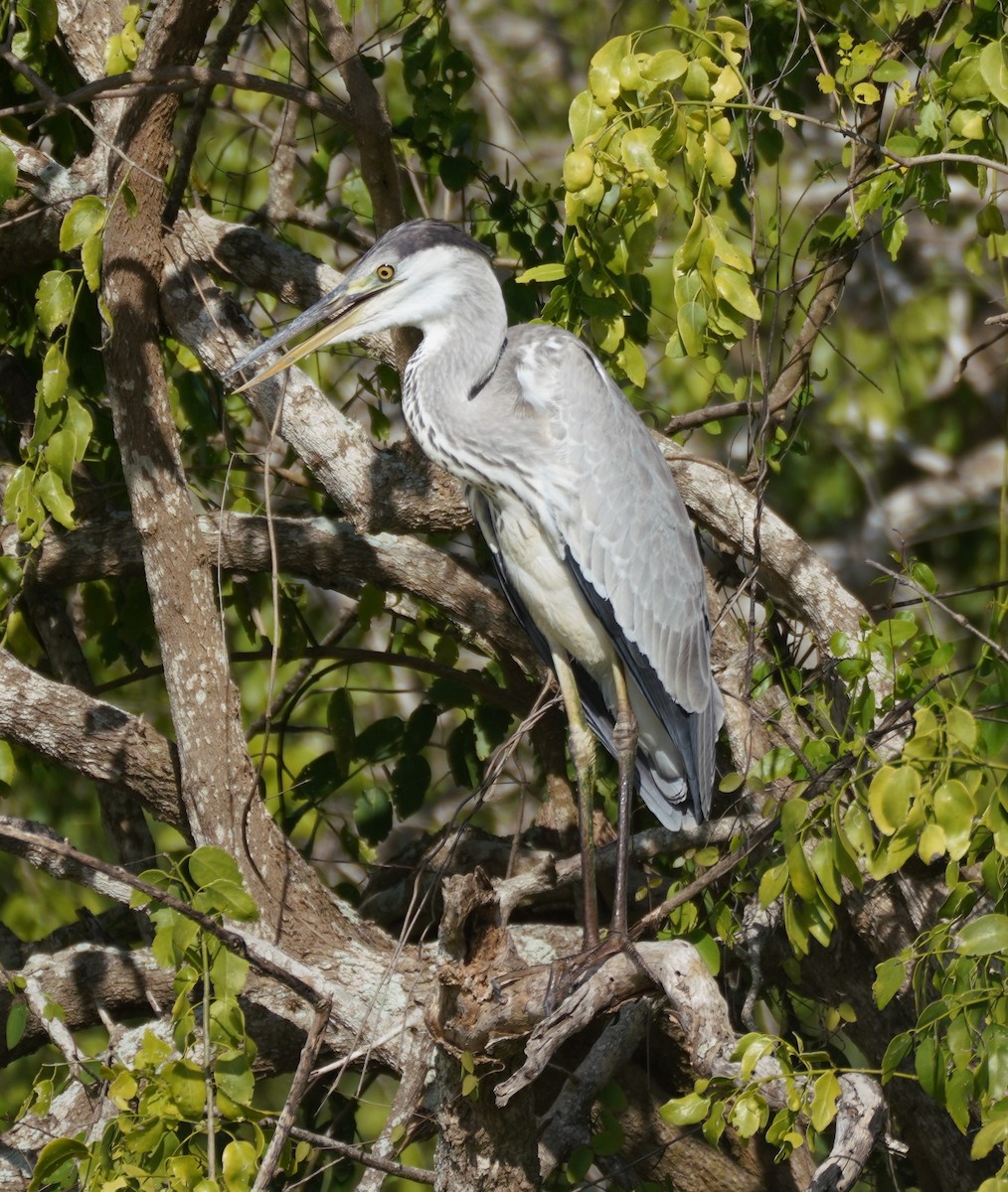 Gray Heron - ML612075686