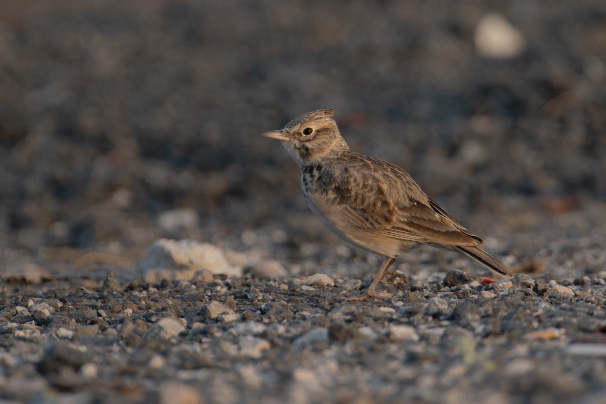 Crested Lark (Crested) - ML612075731