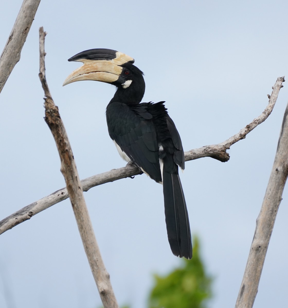 Malabar Pied-Hornbill - ML612075753