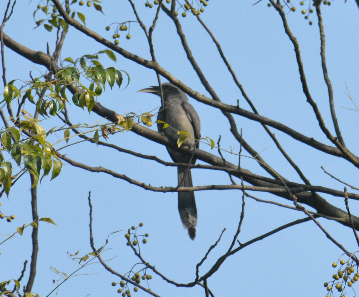 Indian Gray Hornbill - ML612075797