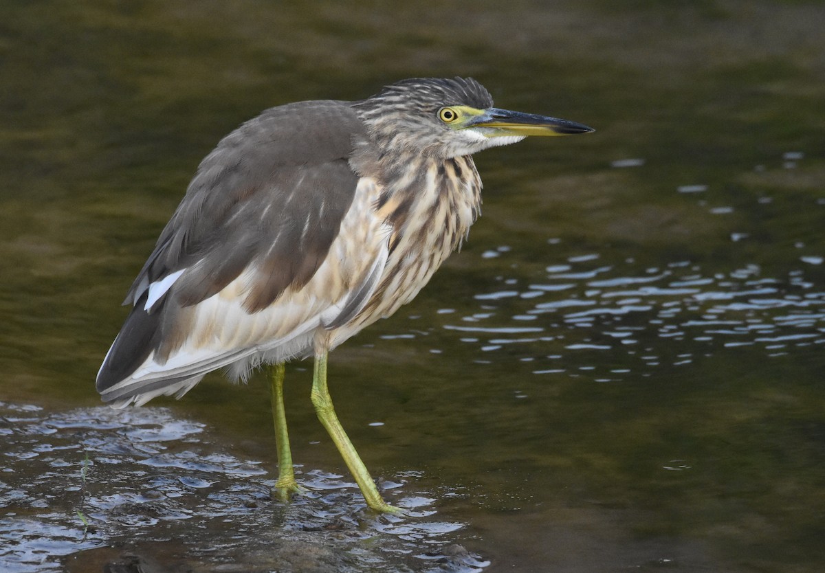 Indian Pond-Heron - ML612075847