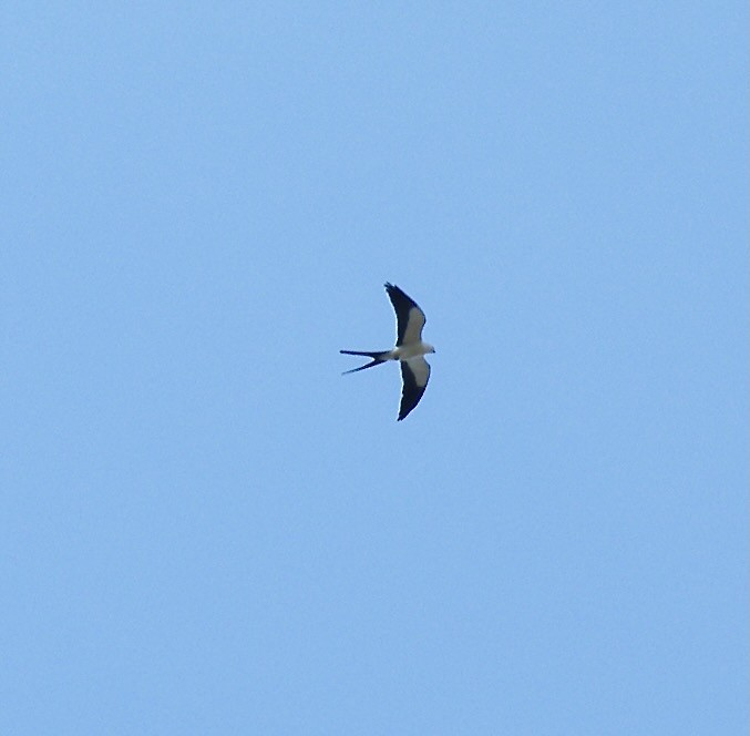 Swallow-tailed Kite - ML612075891