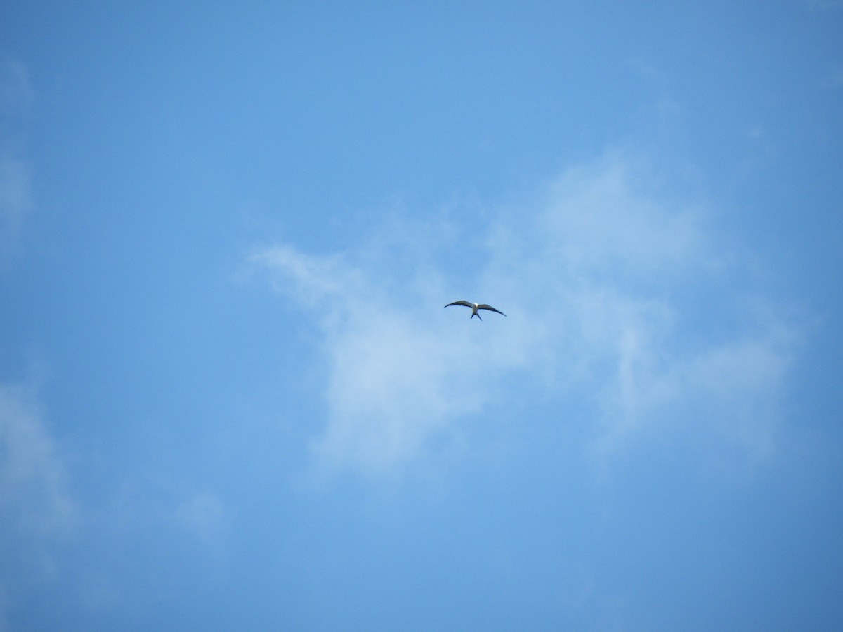 Swallow-tailed Kite - ML612075892