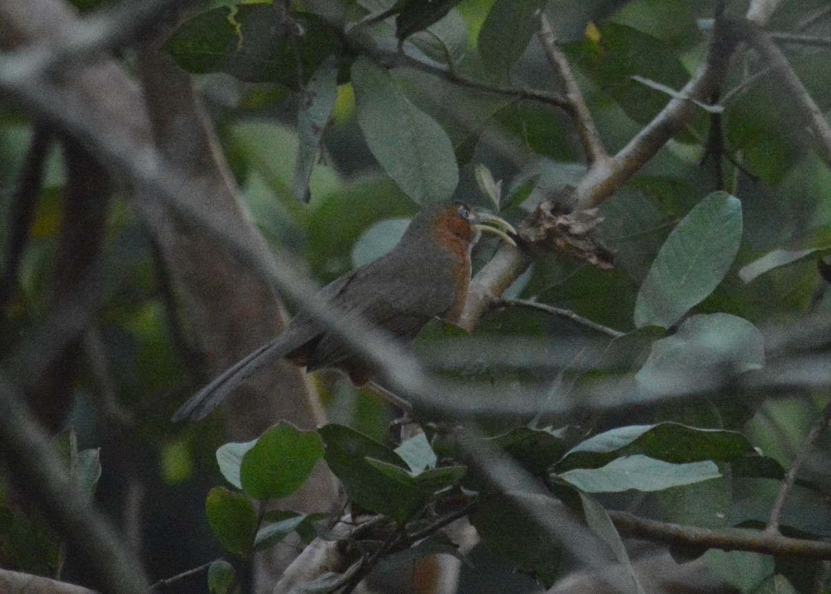 Rusty-cheeked Scimitar-Babbler - ML612075934