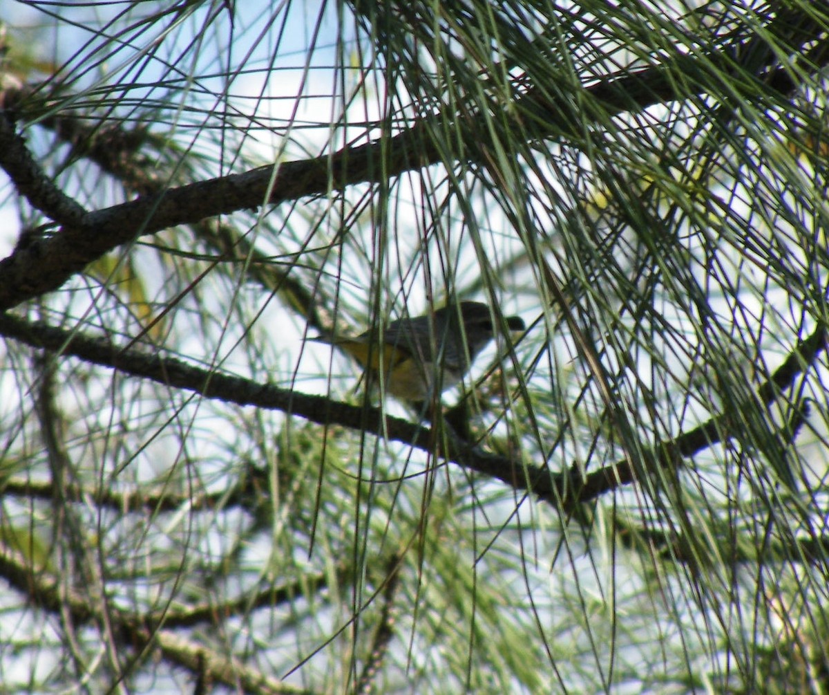 Palm Warbler - ML612075945