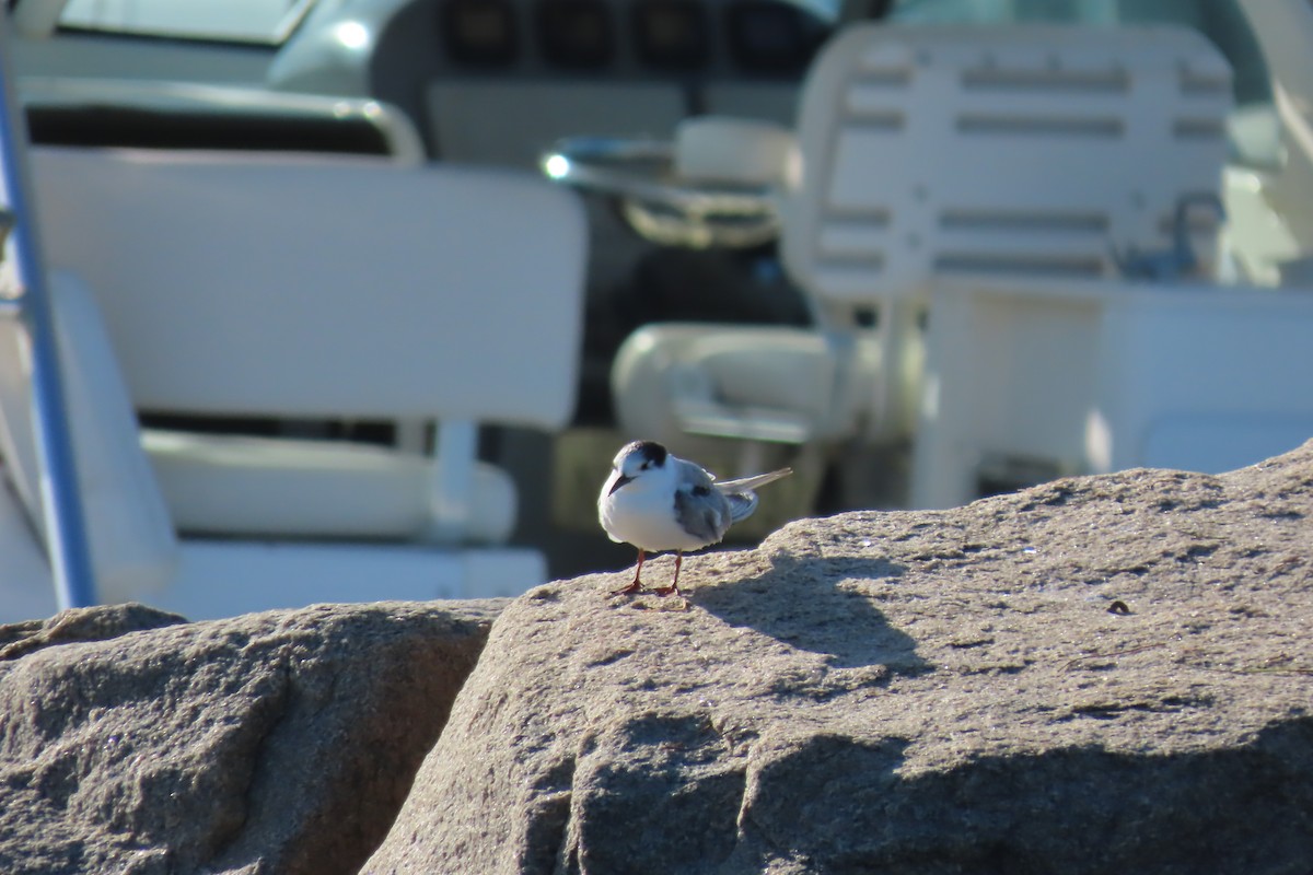 Common Tern - ML612075946