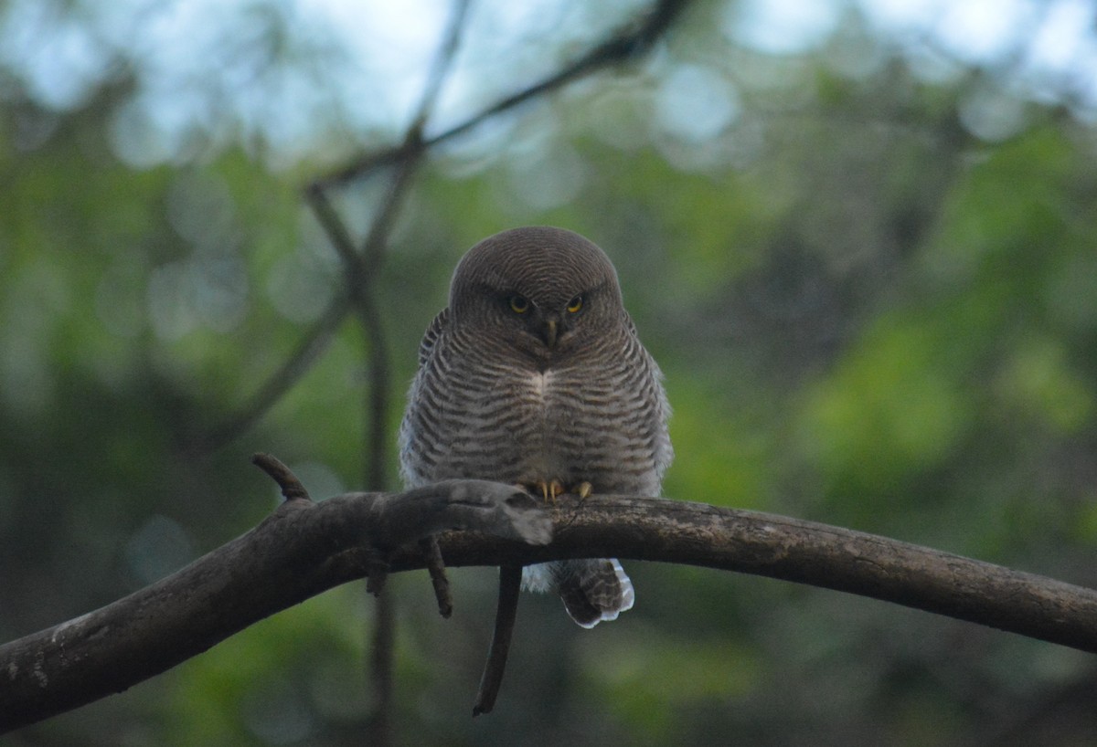 Jungle Owlet - ML612075981