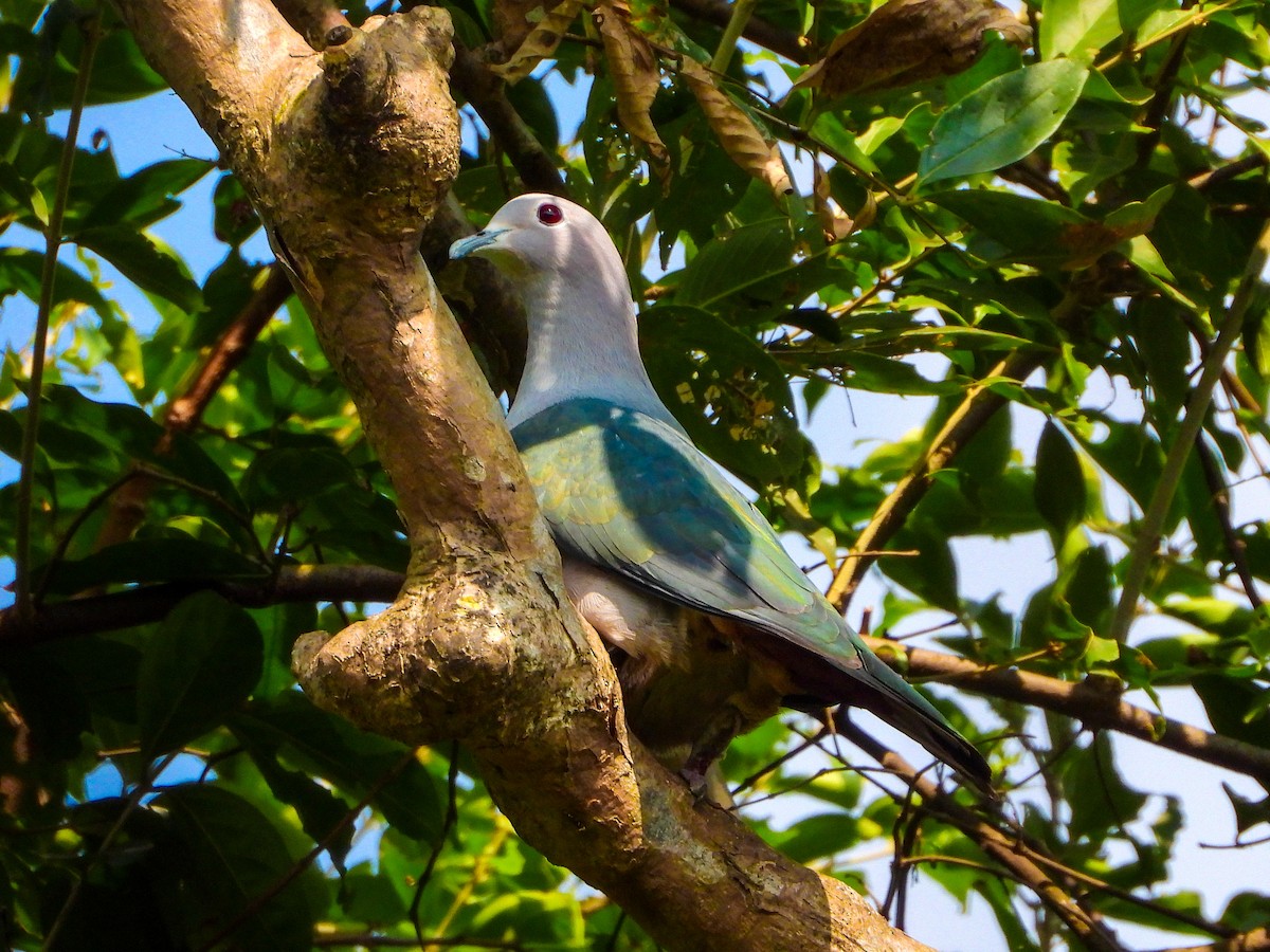 Green Imperial-Pigeon - ML612076014