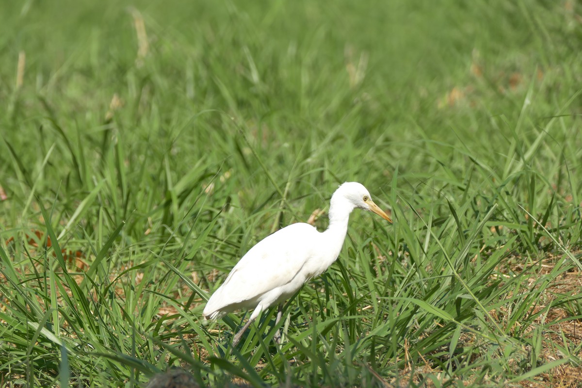 Восточная египетская цапля - ML612076018