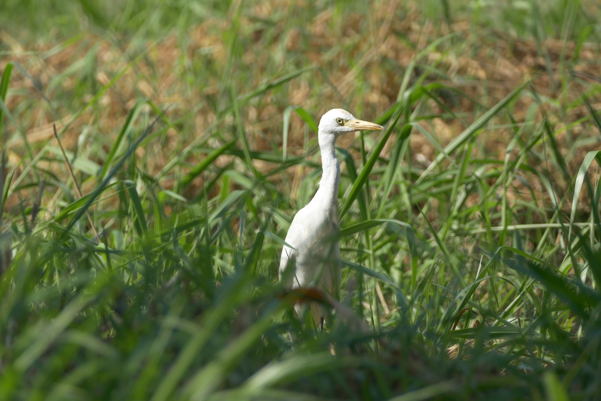 Восточная египетская цапля - ML612076028