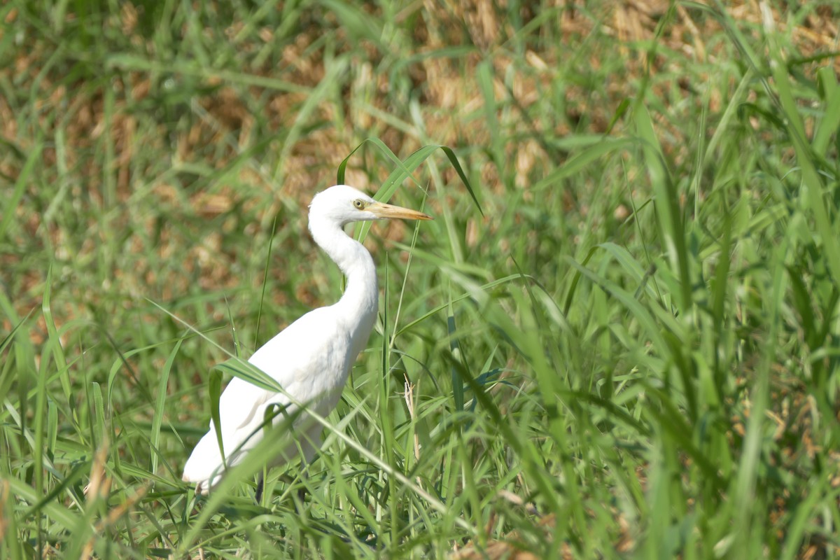 Восточная египетская цапля - ML612076033