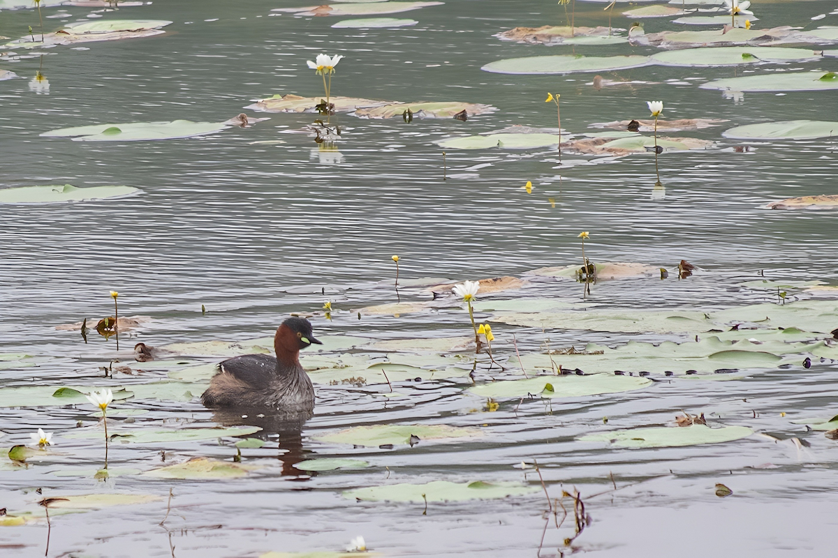 Little Grebe - ML612076053