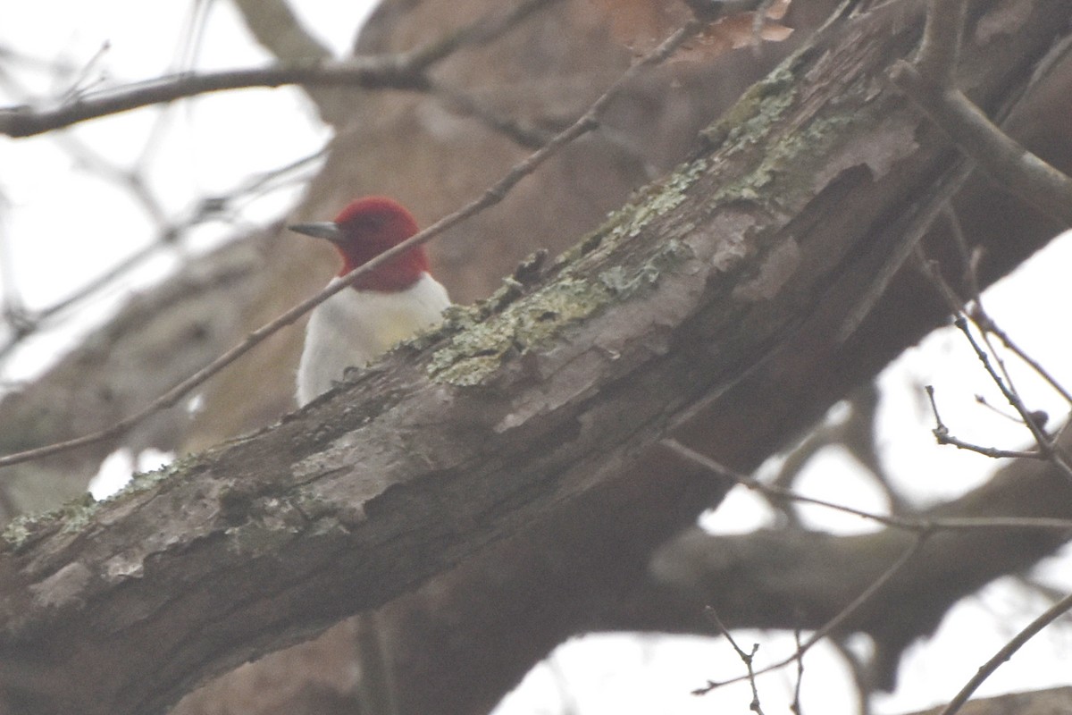 Red-headed Woodpecker - ML612076113