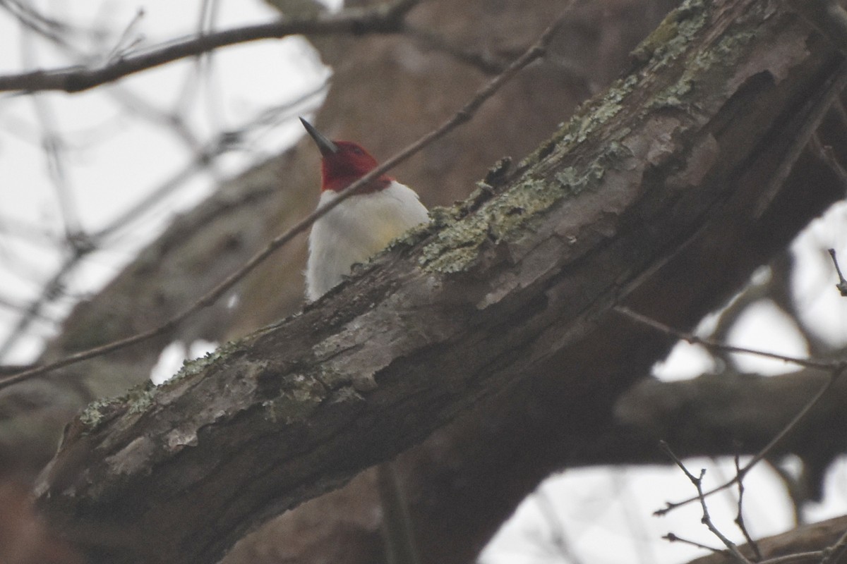 Red-headed Woodpecker - ML612076114