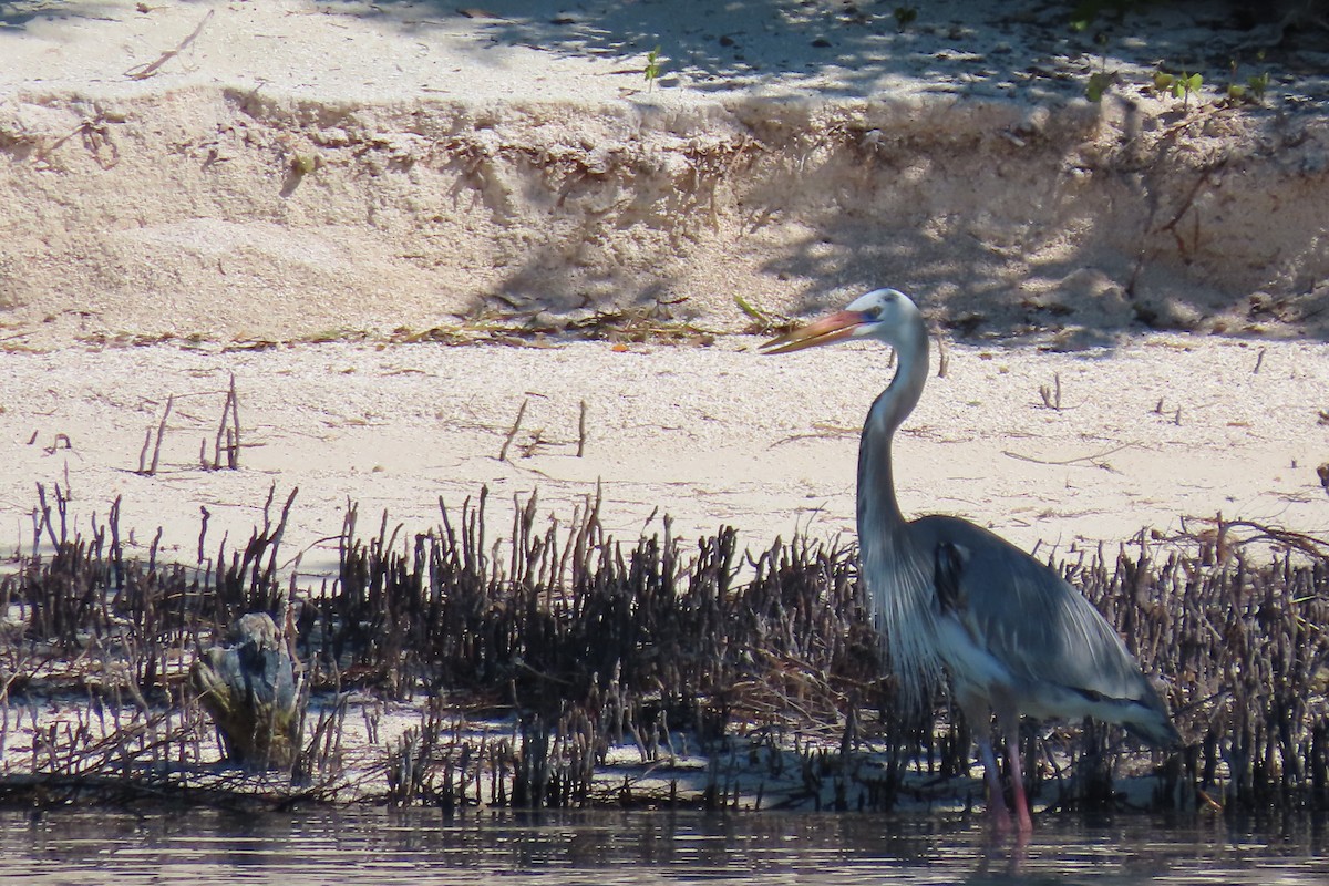 Great Blue Heron (Wurdemann's) - ML612076115