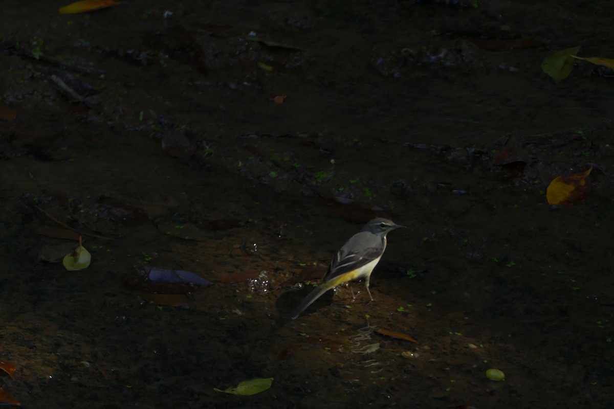 Горная трясогузка - ML612076116