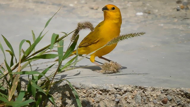 Saffron Finch - ML612076143