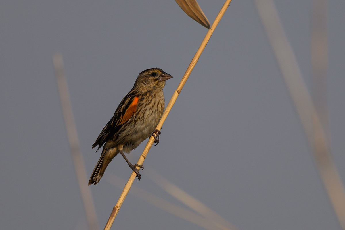 Fan-tailed Widowbird - Stephen Davies