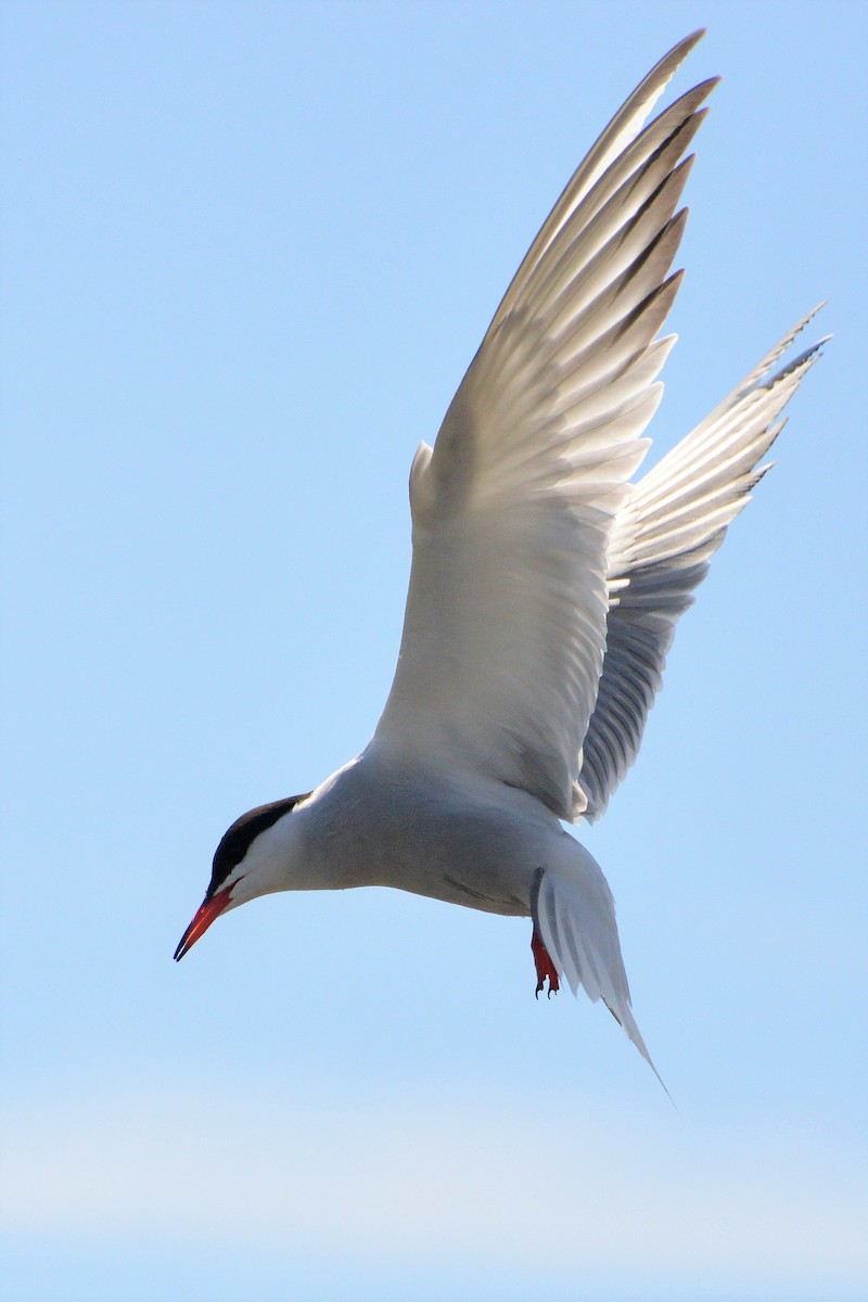 Common Tern - ML612076165