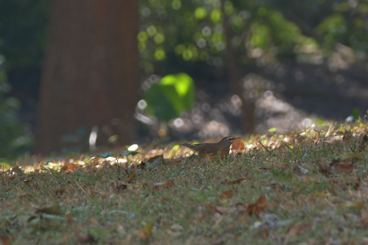 Оливковый дрозд - ML612076167