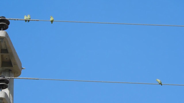 Pacific Parrotlet - ML612076186