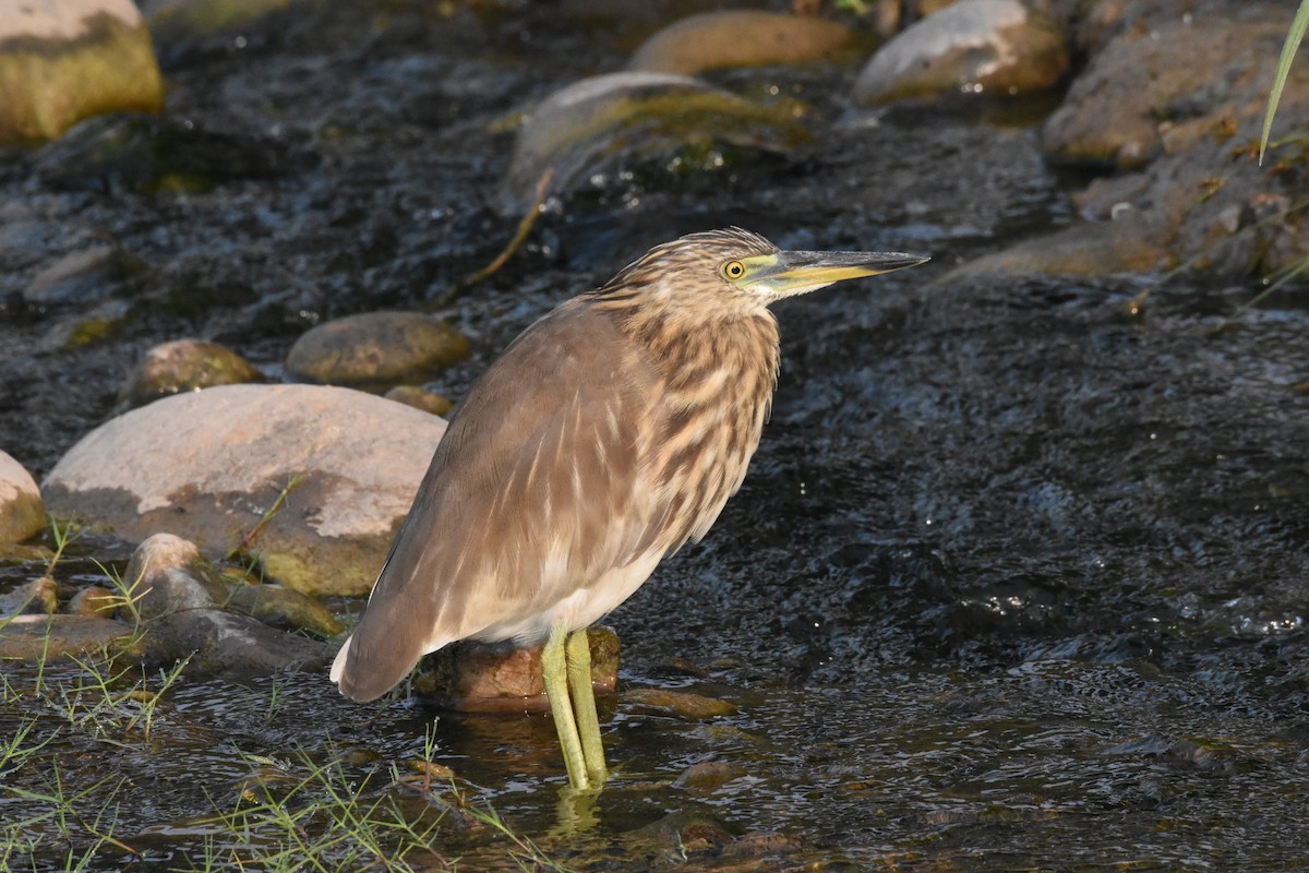 Indian Pond-Heron - Sanjiv Khanna