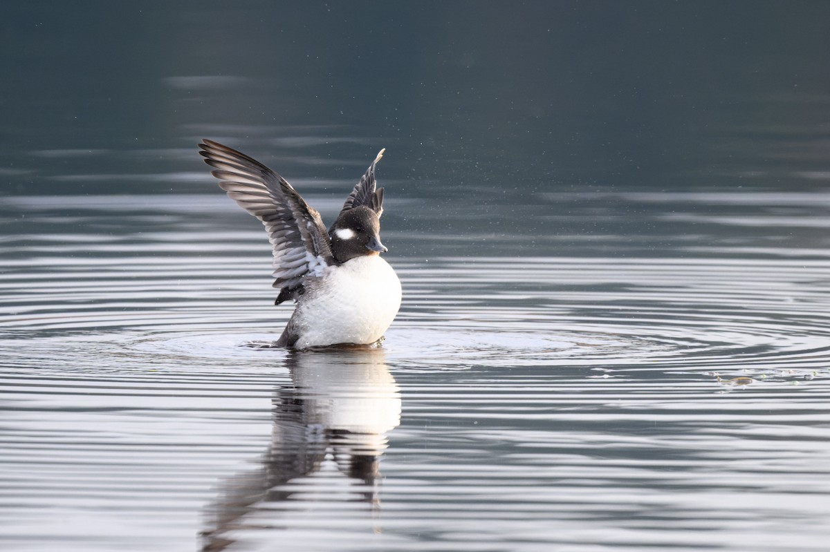 Bufflehead - ML612076233