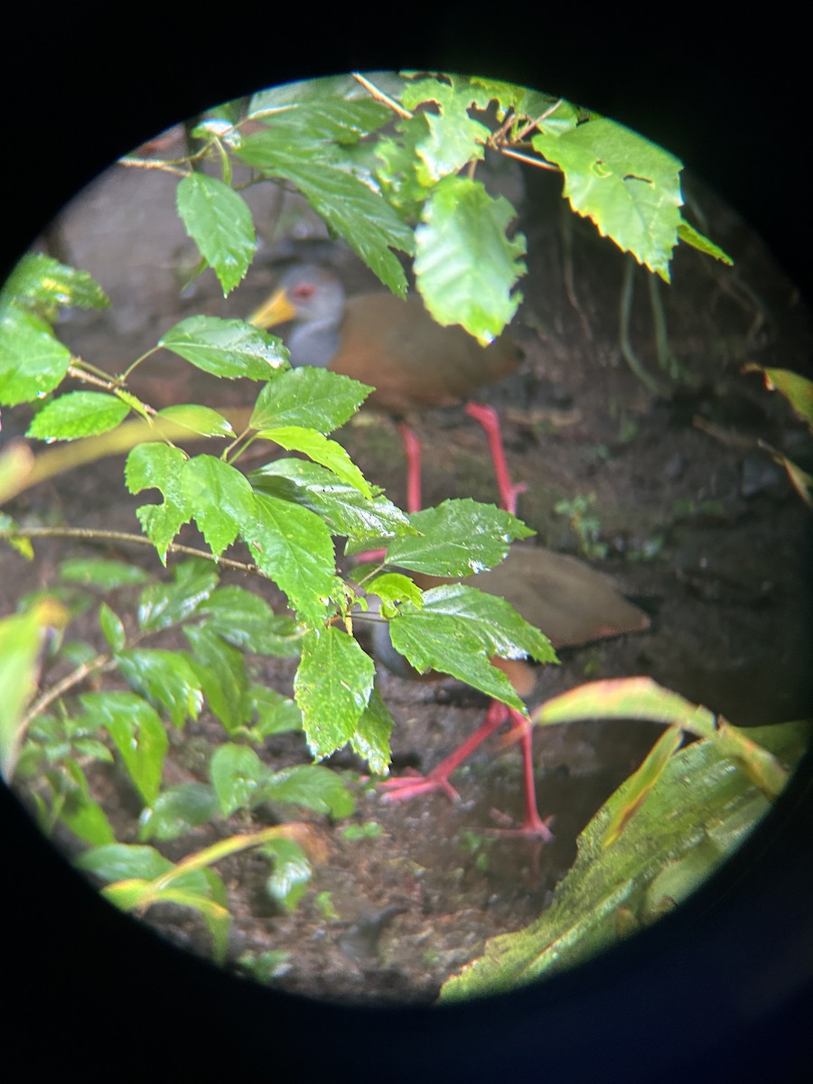 Gray-cowled Wood-Rail - ML612076321