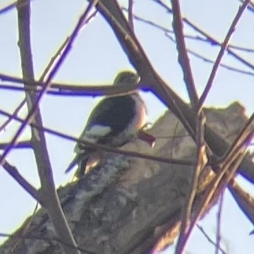 Red-headed Woodpecker - ML612076332