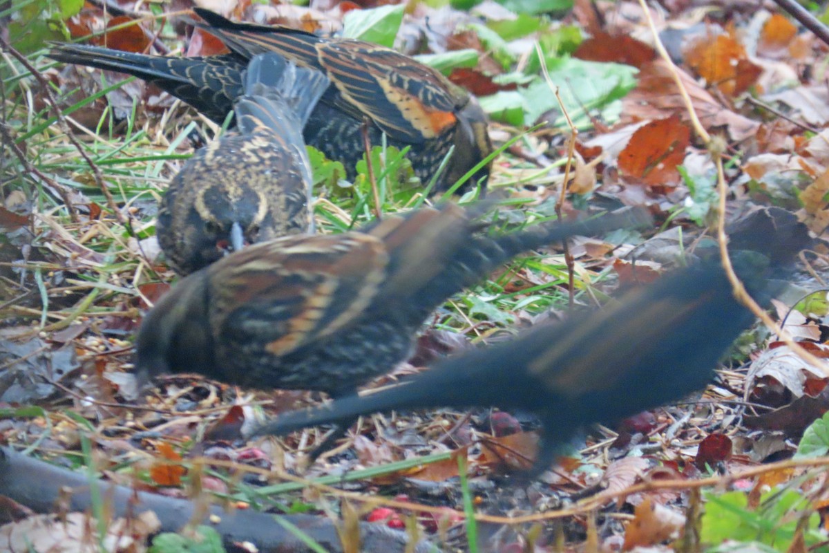 Red-winged Blackbird (Red-winged) - ML612076345