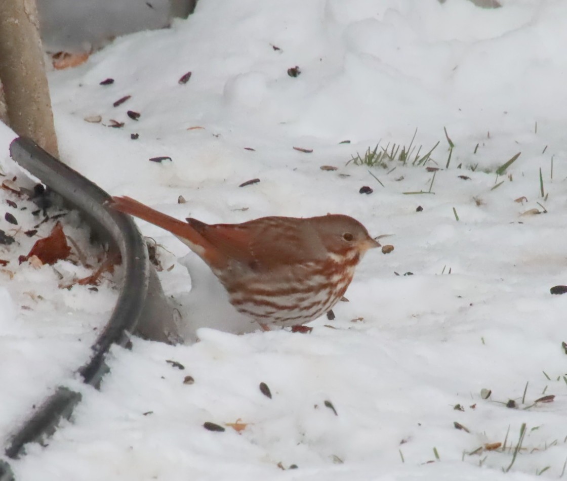 Fox Sparrow - denise simonl