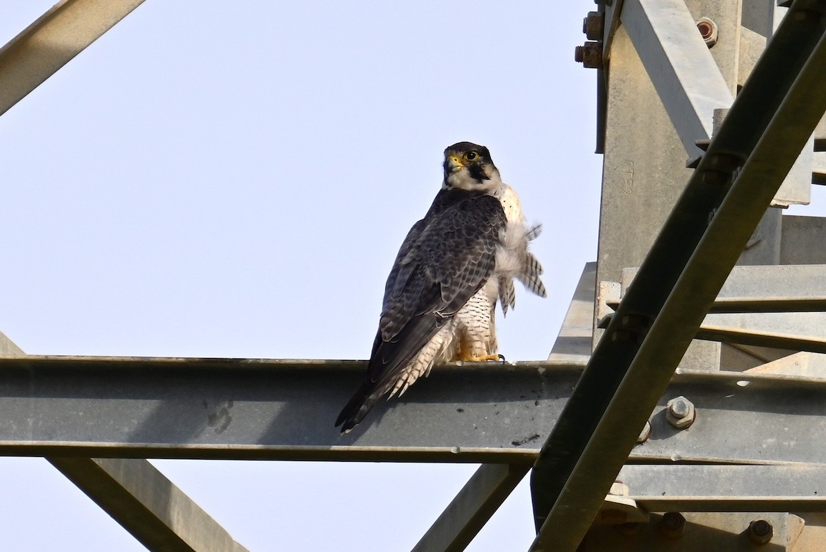 Peregrine Falcon - ML612076347