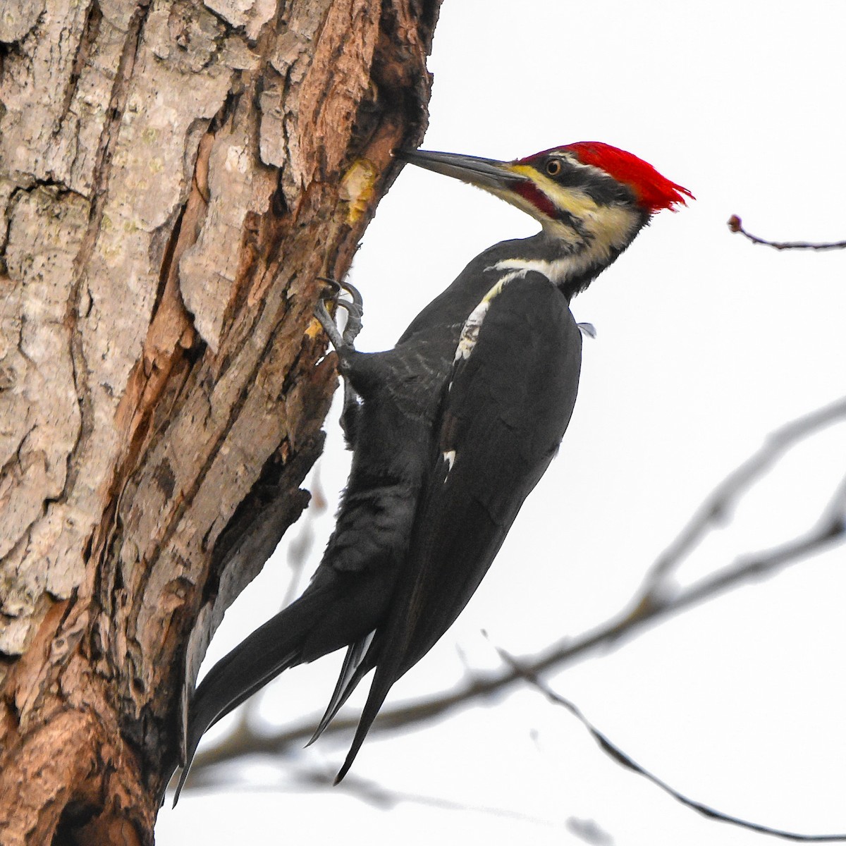Pileated Woodpecker - William Kelly