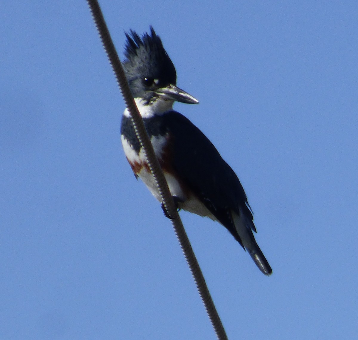 Belted Kingfisher - ML612076380