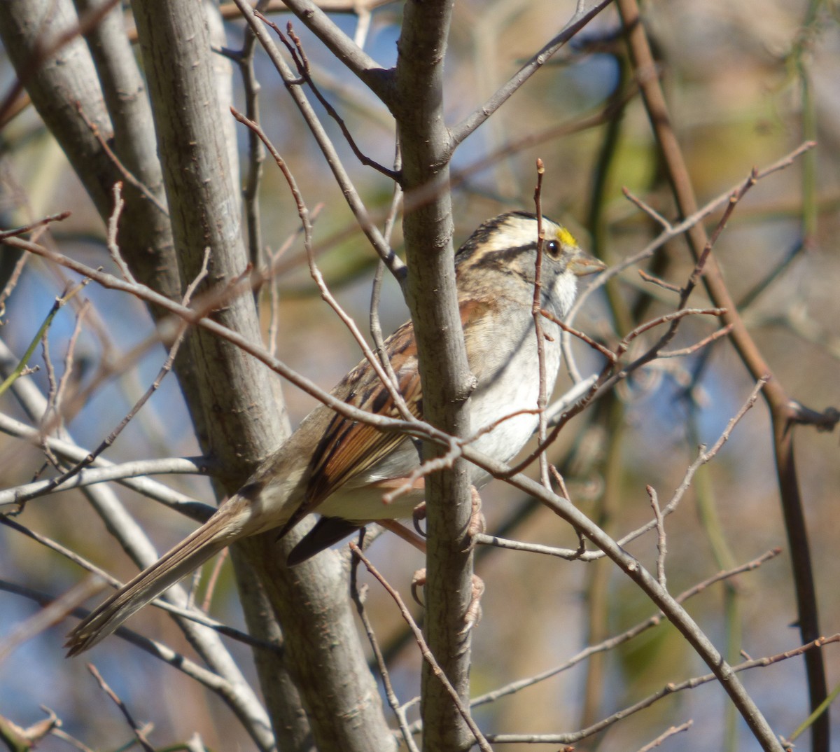 White-throated Sparrow - ML612076391