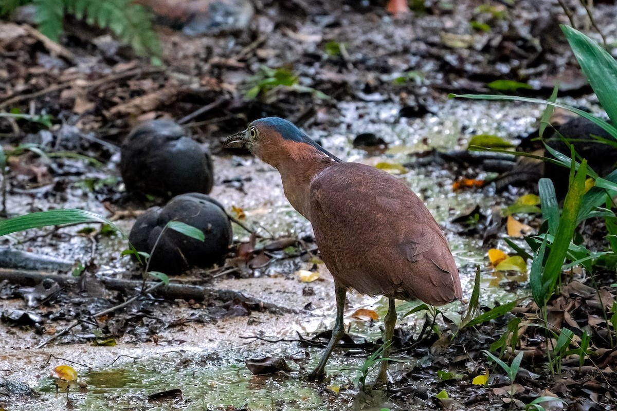 Malayan Night Heron - VY Ozdinosaur